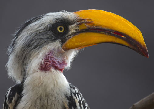 Yellow-billed hornbill sitting on a branch, Samburu county, Samburu national reserve, Kenya