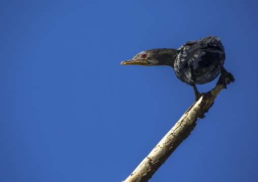 Great cormorant (phalacrocorax carbo), Baringo county, Lake baringo, Kenya