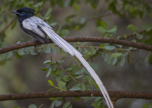 Paradise flycatcher, Baringo county, Lake baringo, Kenya