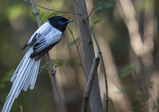 Paradise flycatcher, Baringo county, Lake baringo, Kenya