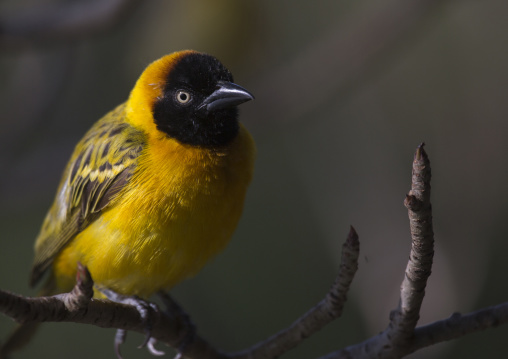 Little weaver (ploceus luteolus), Baringo county, Lake baringo, Kenya