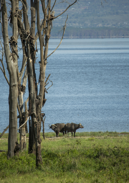 Cape buffalos (syncerus caffer) bulls, Nakuru district of the rift valley province, Nakuru, Kenya