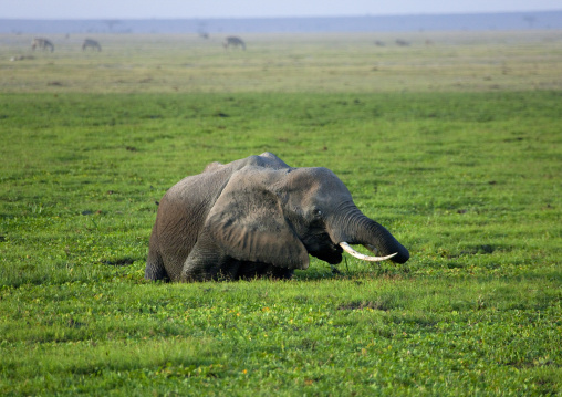 Elephant in a lake covered with grass, Kajiado County, Amboseli park, Kenya