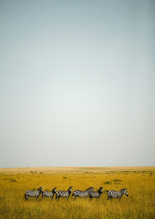 Burchell's Zebras in the savannah, Rift Valley Province, Maasai Mara, Kenya