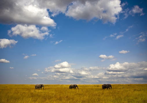 Elephants in line in the savannah, Rift Valley Province, Maasai Mara, Kenya