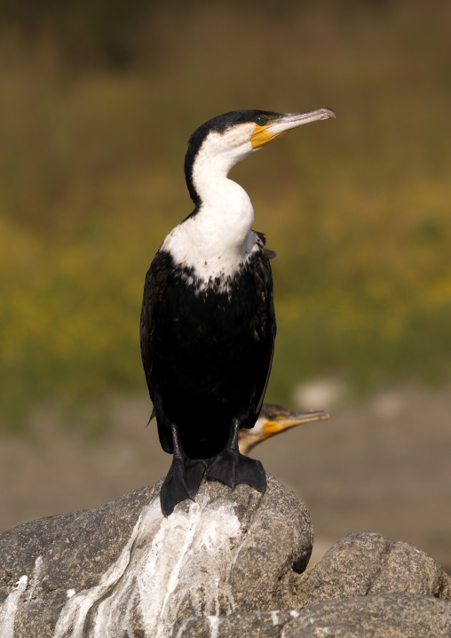 Cormorant Phalacrocoracidae bird on a rock looking away, Kajiado County, Amboseli park, Kenya