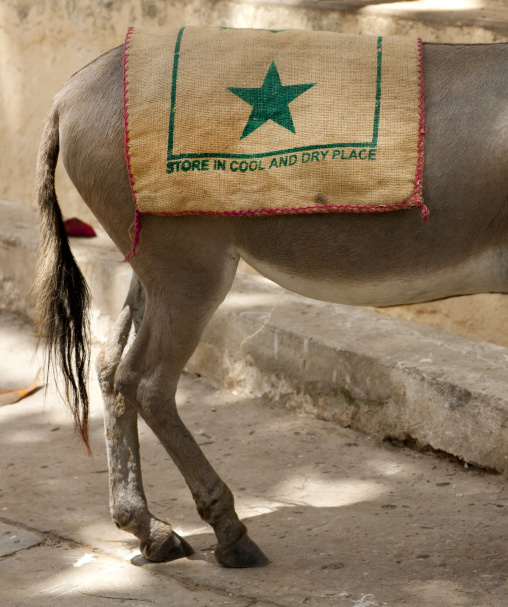 Donkey legs, Lamu county, Lamu, Kenya