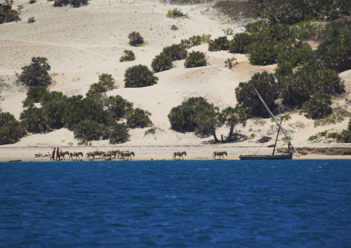 Dhow sailing along the coast, Lamu County, Shela, Kenya