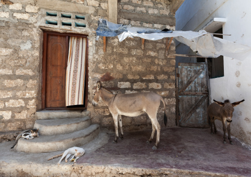 Cats and donkeys in front of a house, Lamu County, Lamu, Kenya