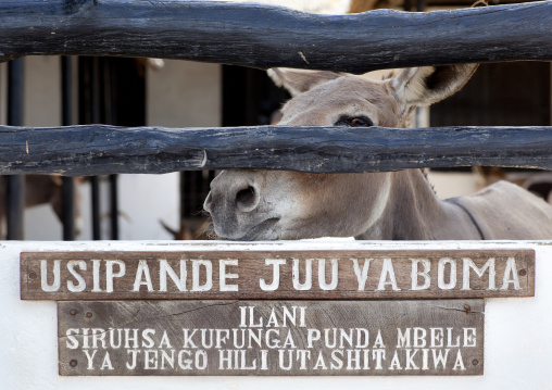 The donkeys hospital, Lamu County, Lamu, Kenya