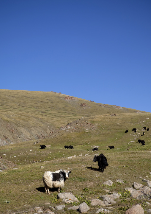 Yaks In The Steppe, Song Kol Lake Area, Kyrgyzstan