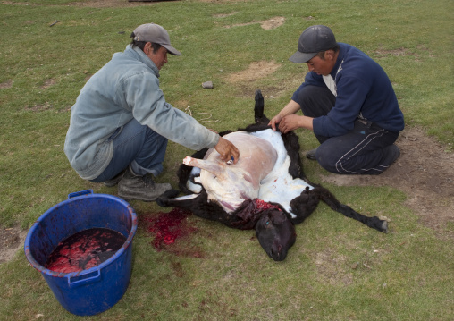 Men Cutting Up A Sheep, Saralasaz Jailoo, Kyrgyzstan