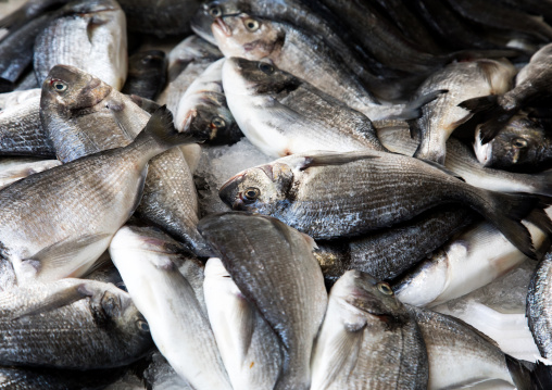 Fresh fishes at market, South Governorate, Tyre, Lebanon