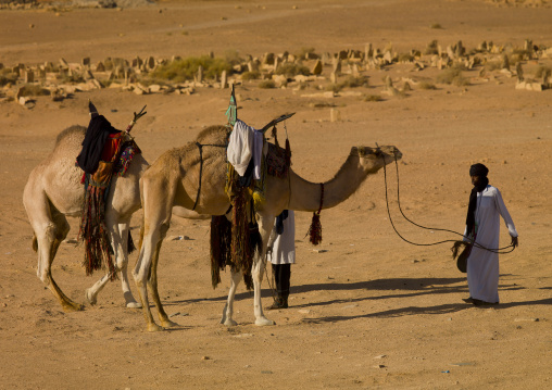 Camels in a cemetery, Tripolitania, Ghadames, Libya