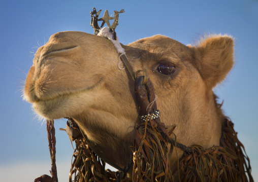 Camel head with decoration, Tripolitania, Ghadames, Libya