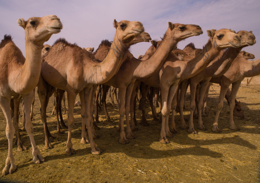 Camels in desert, Fezzan, Umm al-Maa, Libya