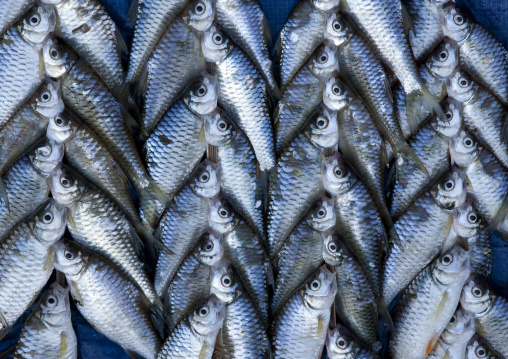 Mekong fishes on a market, Pakse, Laos