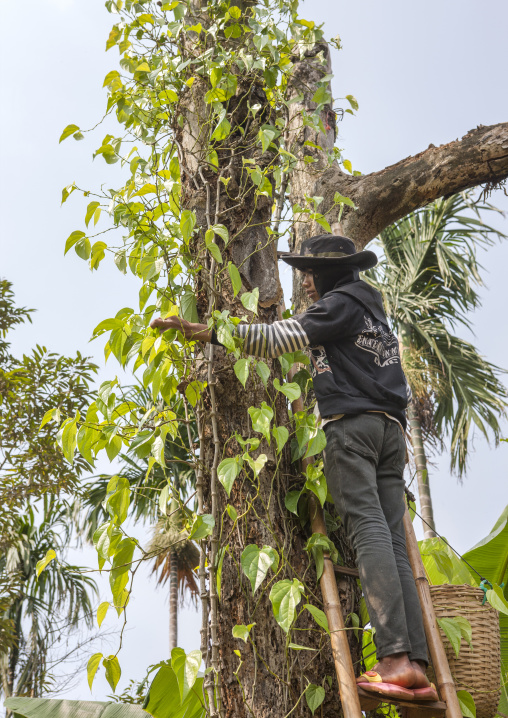 Man in a spice plantation, Boloven, Laos