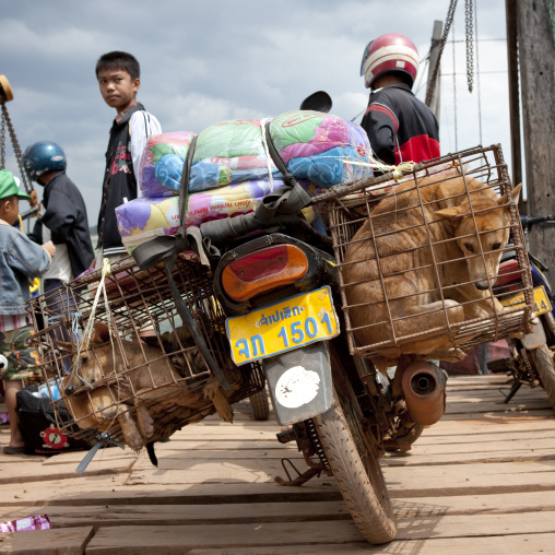 Dogs for restaurant in cages a motobike phonsaad, Laos