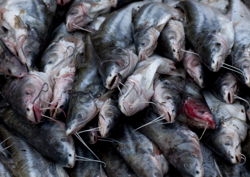 Mekong fishes on a market, Pakse, Laos