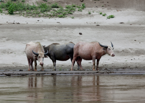 Albino buffalos on mekong river, Houei xay, Laos