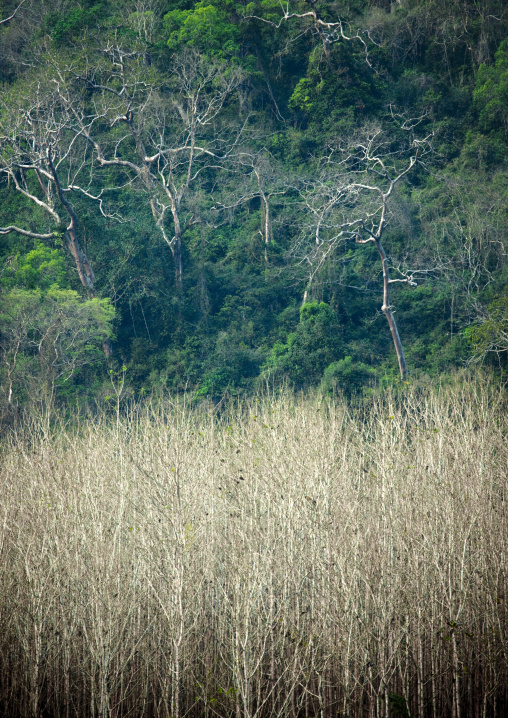 Mekong banks, Houei xay, Laos