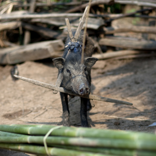 Pig with a wood collar, Muang sing, Laos