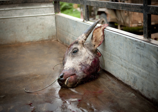 Buffalo head on a truck, Muang sing, Laos