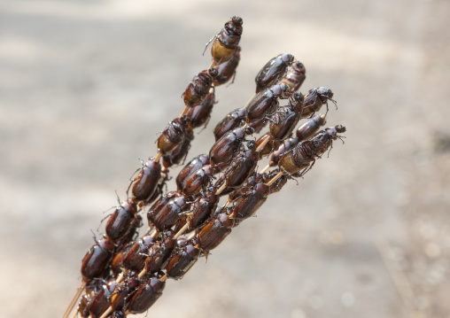 Brochette of insects for sale in a market, Pakse, Laos