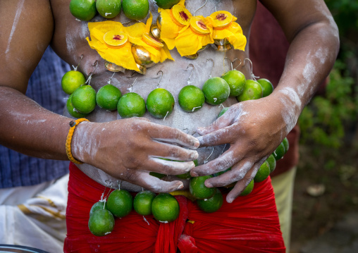 A Pierced Devotee Laden With Lemons On His Belly During The Thaipusam Hindu Festival At Batu Caves, Southeast Asia, Kuala Lumpur, Malaysia