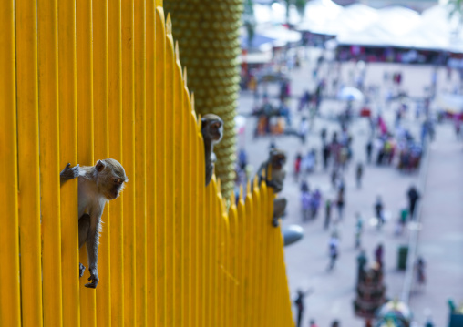 Monkeys On The Stairs Leading To Batu Caves, Southeast Asia, Kuala Lumpur, Malaysia