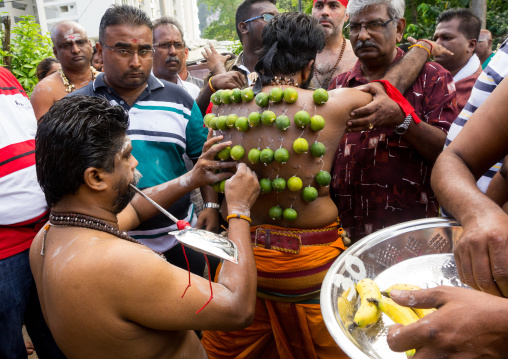 A Pierced Devotee Laden With Lemons On His Back During The Thaipusam Hindu Festival At Batu Caves, Southeast Asia, Kuala Lumpur, Malaysia