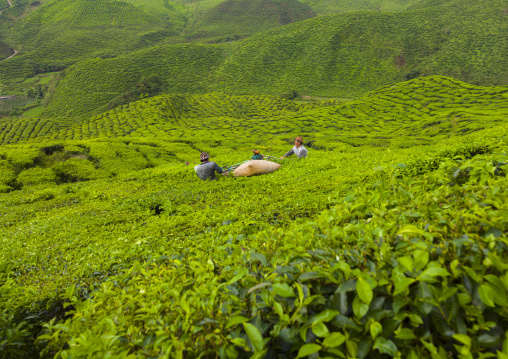 Workers In A Tea Plantation, Cameron Highlands, Malaysia