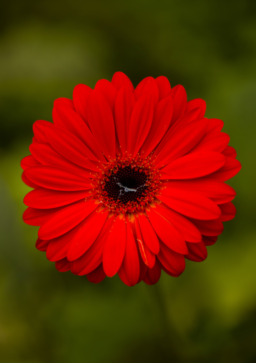 Ref Flower, Cameron Highlands, Malaysia