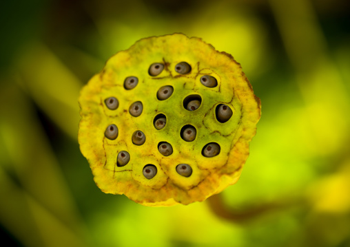 Dried Lotus, George Town, Penang, Malaysia