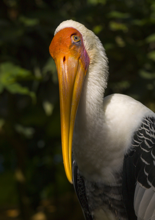 Bird With Long Beak, Langkawi, Malaysia