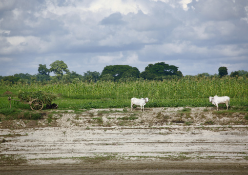 Irrawaddy River Banks Daily Life, Myanmar