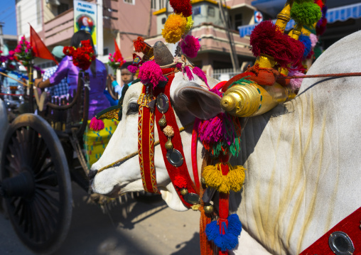 Decorated Ox Cart During A Novice Parade, Bagan,  Myanmar