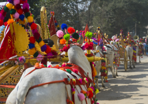 Decorated Ox Cart During A Novice Parade, Bagan,  Myanmar