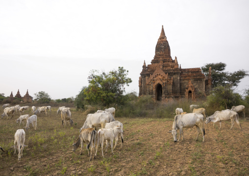 Bagan Plain Dotted With Thousands Of Temple Ruins, Bagan, Myanmar