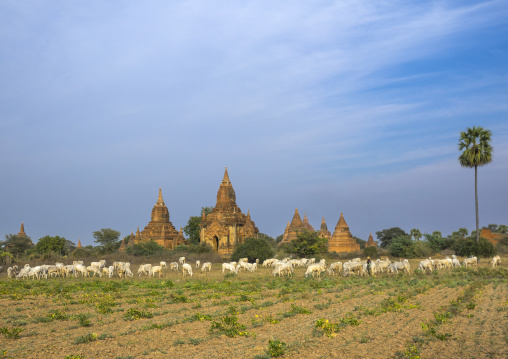 Bagan Plain Dotted With Thousands Of Temple Ruins, Bagan, Myanmar