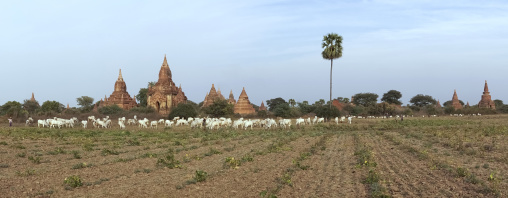 Bagan Plain Dotted With Thousands Of Temple Ruins, Bagan, Myanmar