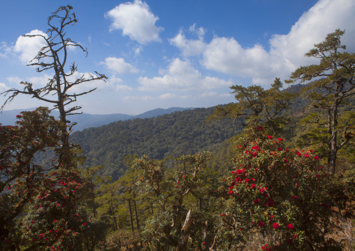 Rhododendrons Flowers, Mindat, Myanmar