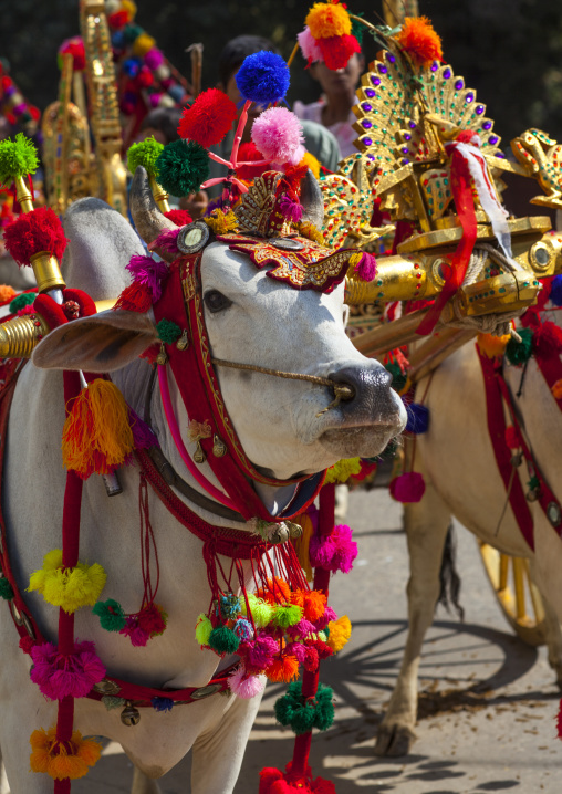 Decorated Ox Cart During A Novice Parade, Bagan,  Myanmar