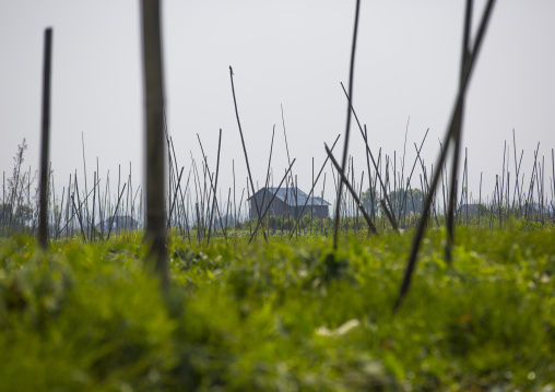 Floating Gardens, Inle Lake, Myanmar