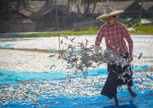 Woman Putting Dried Fish On The Floor, Ngapali, Myanmar