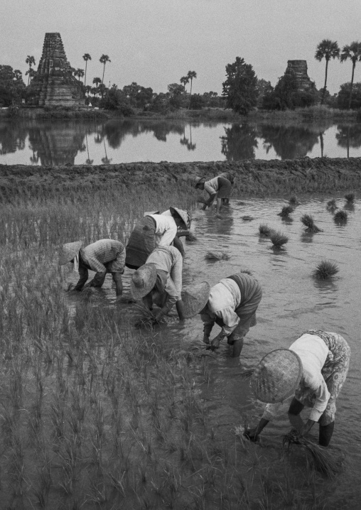 Women Working In A Paddy Field In Innwa, Myanmar