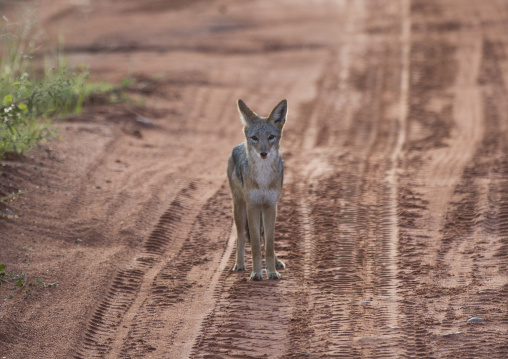 Black Backed Chacal, Okonjima, Namibia