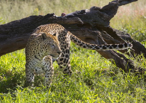 Wild African Leopard, Okonjima, Namibia