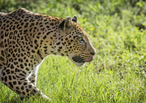 Wild African Leopard, Okonjima, Namibia